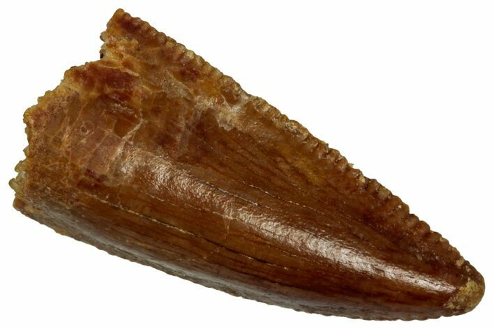 Serrated Raptor Premaxillary Tooth - Real Dinosaur Tooth #297794